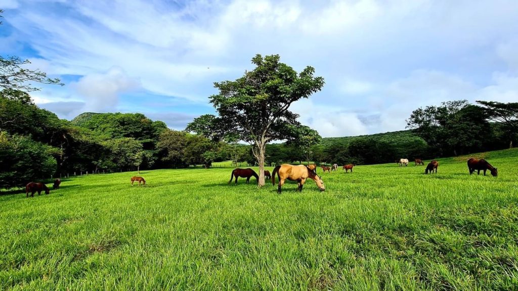 Stop Your Worries and the Cow in Costa Rica! - Reined Cow Horse