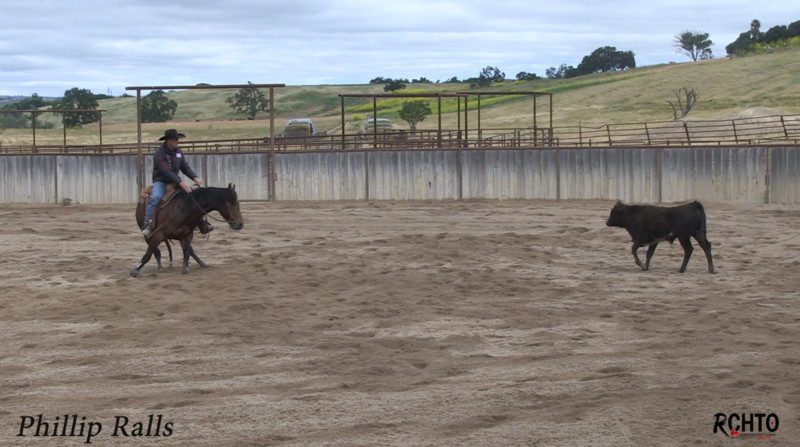 Videos - Reined Cow Horse Training Online - RCHTO